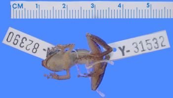Media type: image; Herpetology A-82390